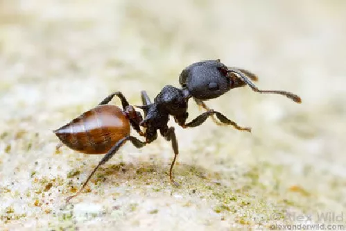 Hormiga Acróbata